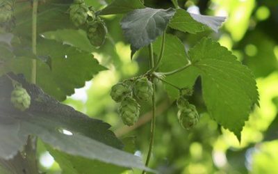 Saison Hilfskräfte zum Draht einstecken gesucht!