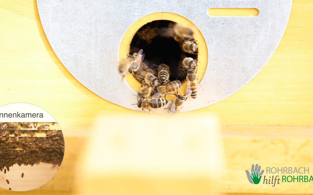 Digitaler Bienenstock21 – Die fleißigen Bienchen sind wieder eingezogen 🐝 🐝